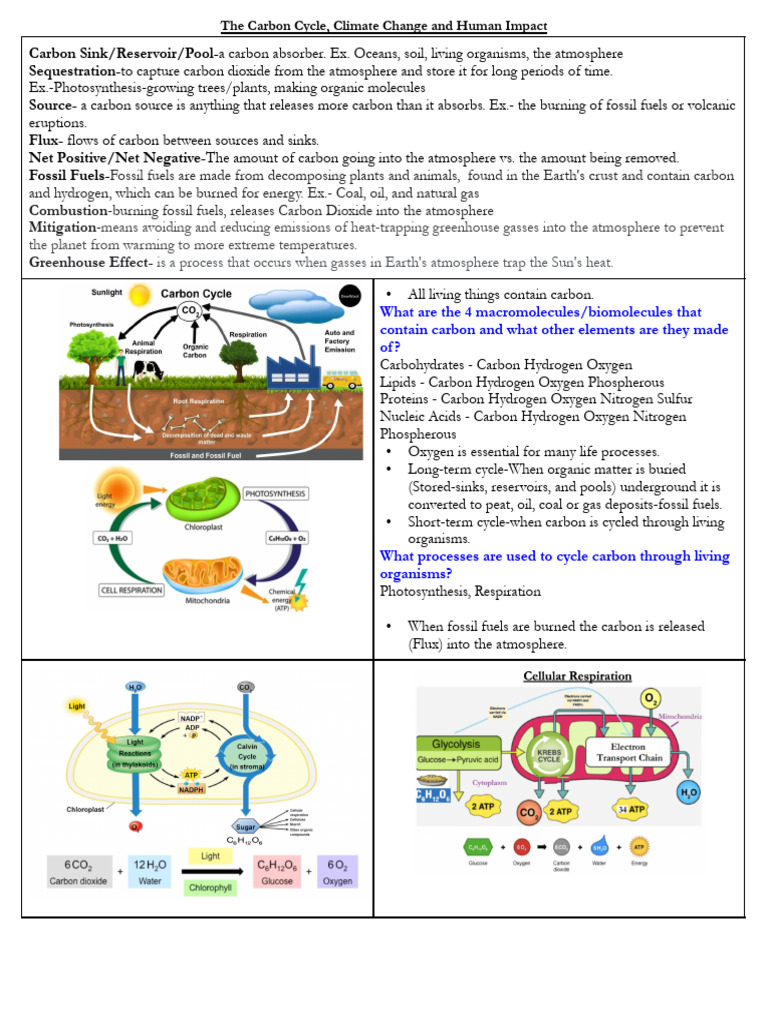 Honors-The Carbon Cycle, Climate Change and Human Impact Student Notes ...