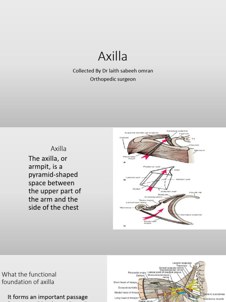 Axilla | PDF | Arm | Shoulder