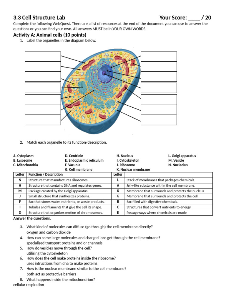 Unit 3 Cell Lab | PDF | Cell (Biology) | Organelle