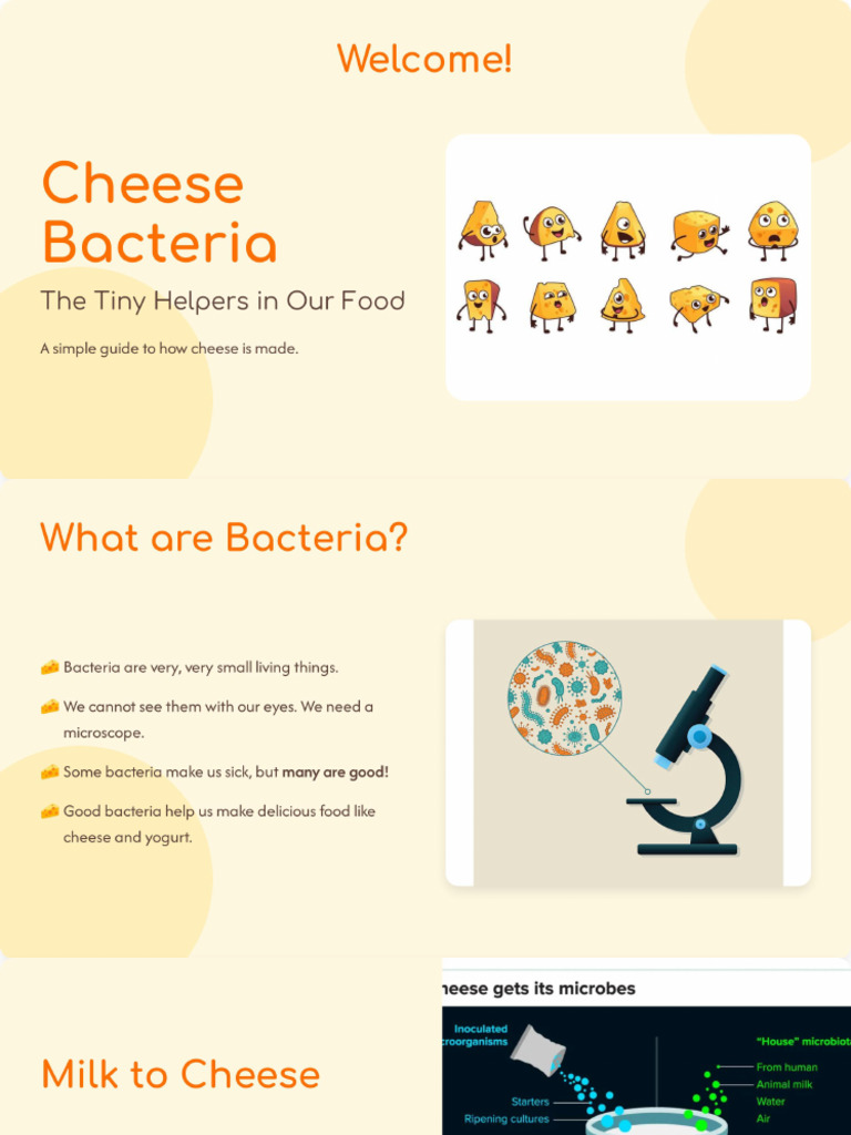 Cheese Bacteria Presentation | PDF