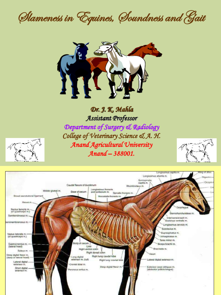 Horse Disease | PDF | Horse Gait | Horses