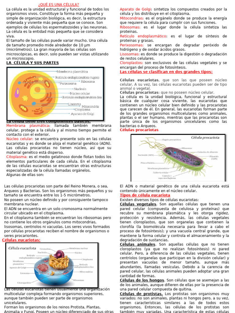 La Célula Grado Cuarto y Quinto 2025 | PDF | Biología Celular) | Citoplasma
