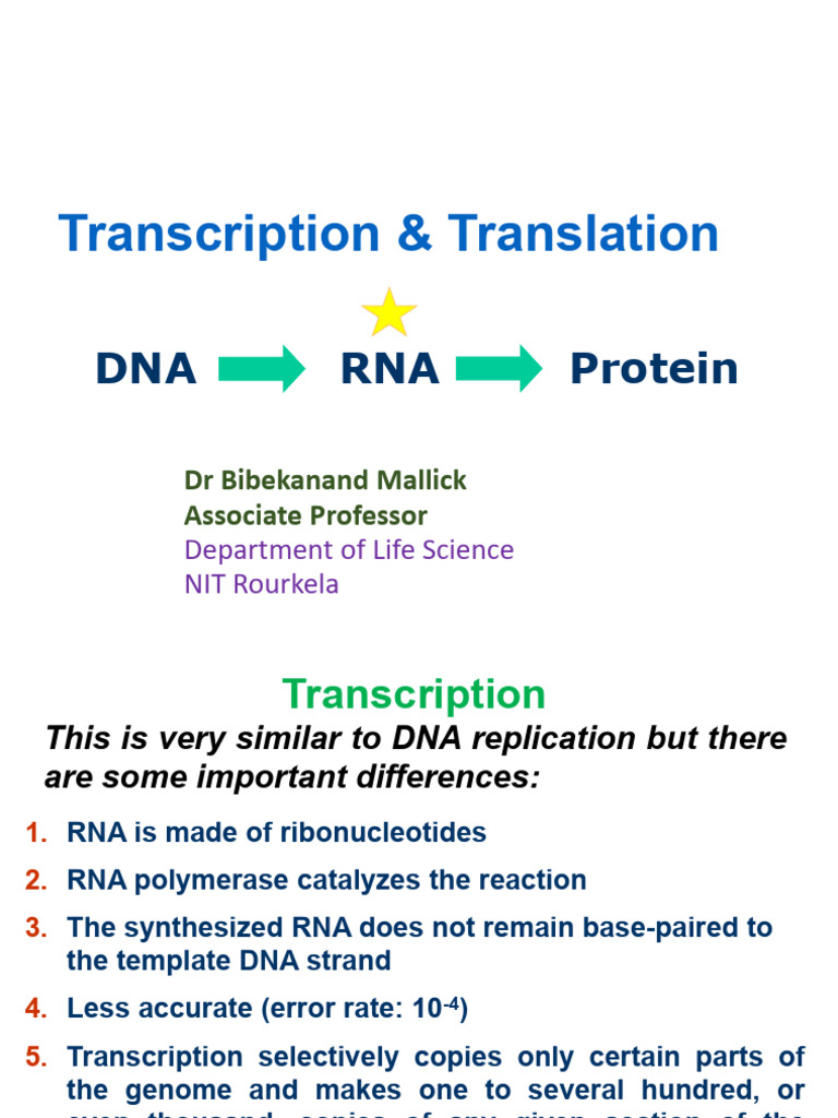 Protein Synthesis - Bibek | PDF | Translation (Biology) | Ribosome