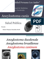 Ancylostoma Canis