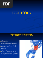 Anatomie de l'Urètre Masculin et Féminin | PDF | Prostate | Urologie