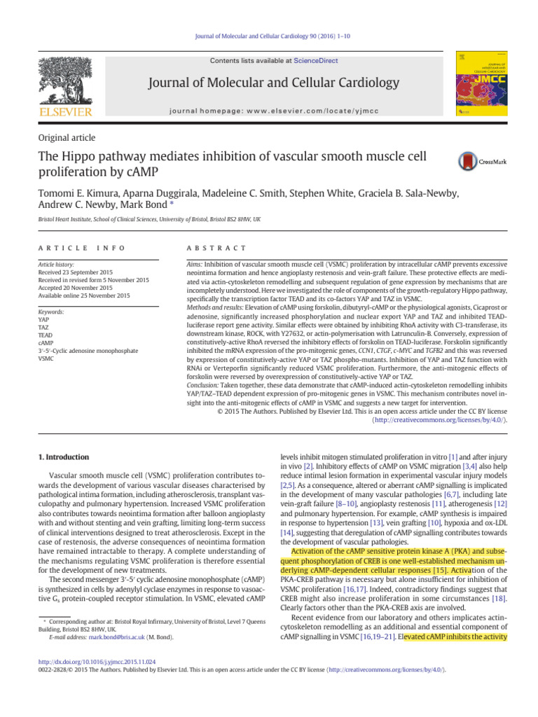 The Hippo Pathway Mediates Inhibition of Vascular Smooth Muscle Cell ...