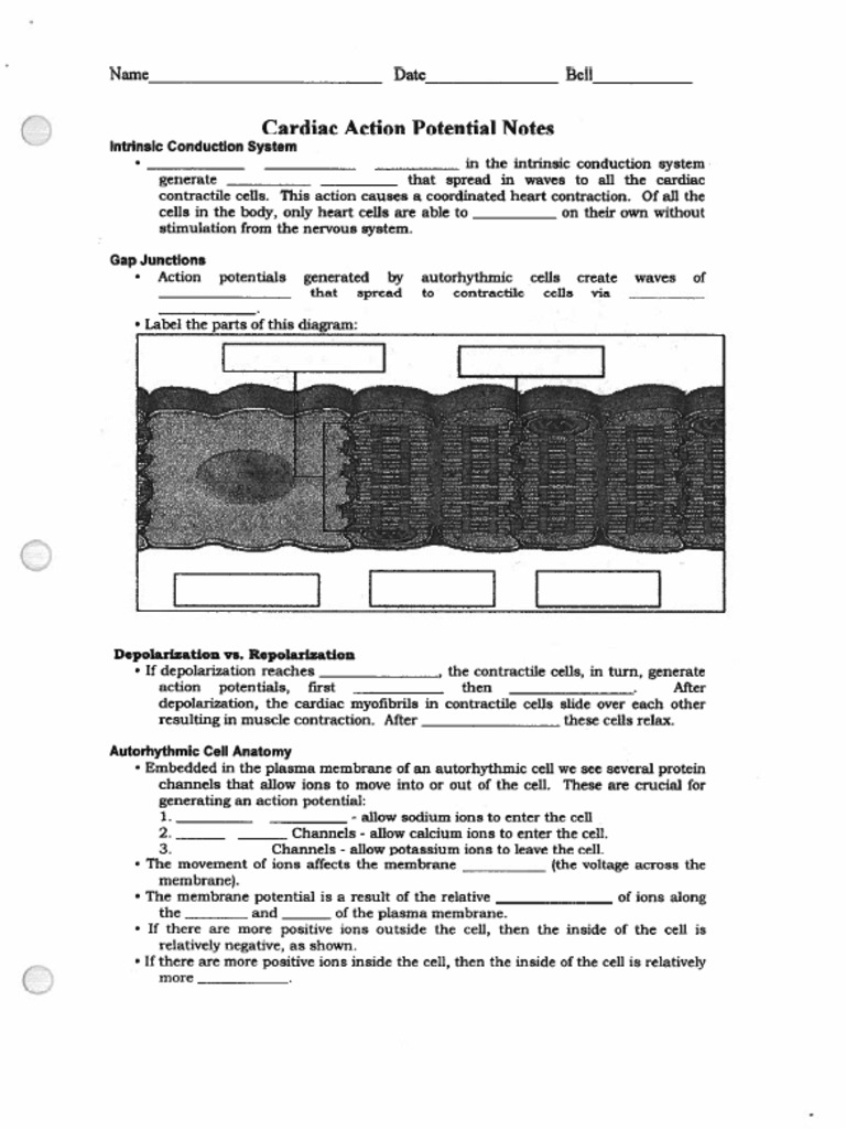 Cardiac Action Potential Tutorial Notes | PDF