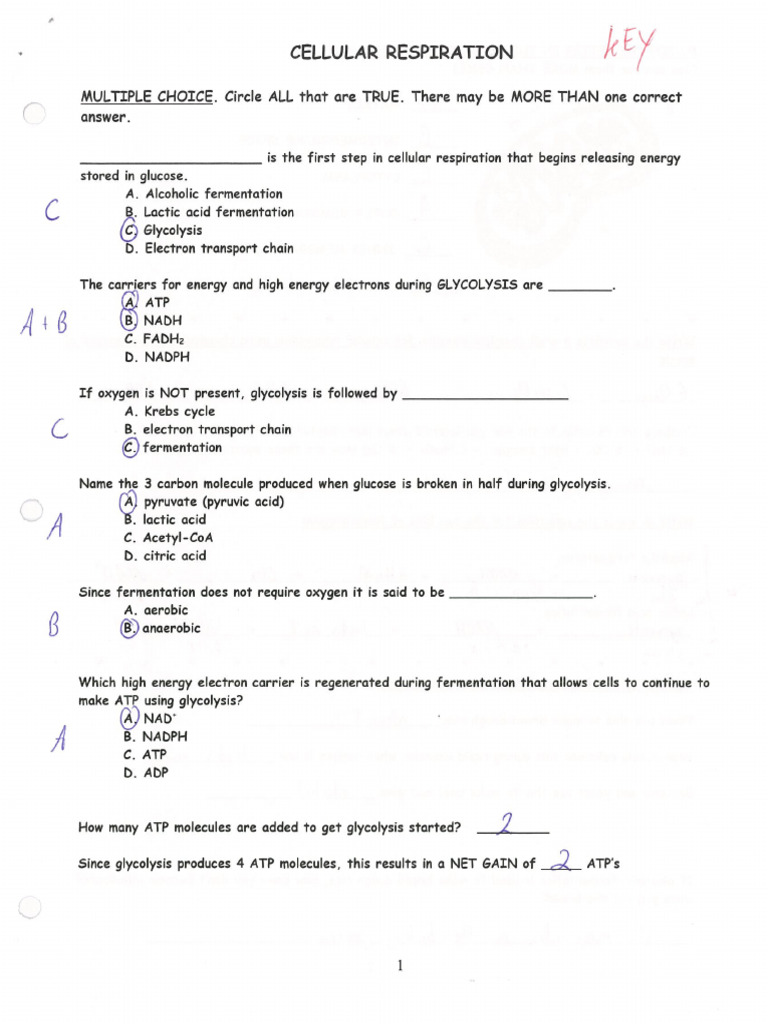 Cellular Respiration Review Worksheet - Key | PDF