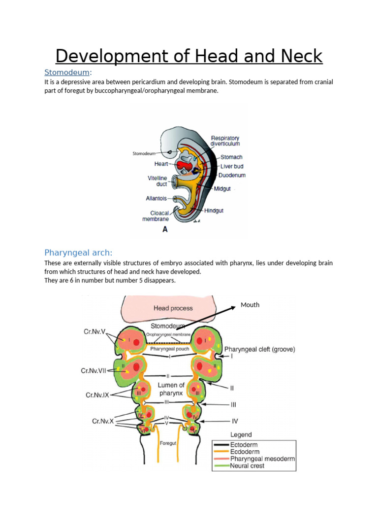 Development of Head and Neck | PDF | Larynx | Human Anatomy