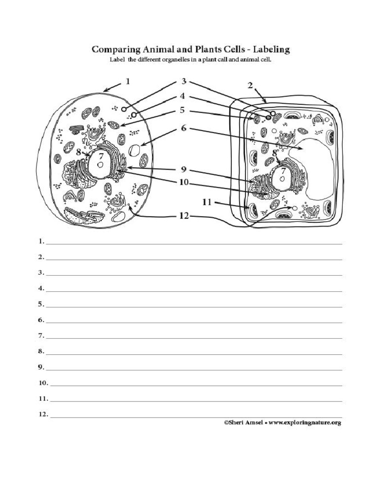 Science Worksheet | PDF