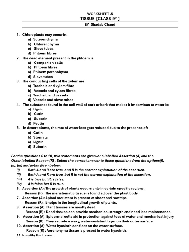 Tissue Class 9th Worksheet | PDF | Tissue (Biology) | Plants