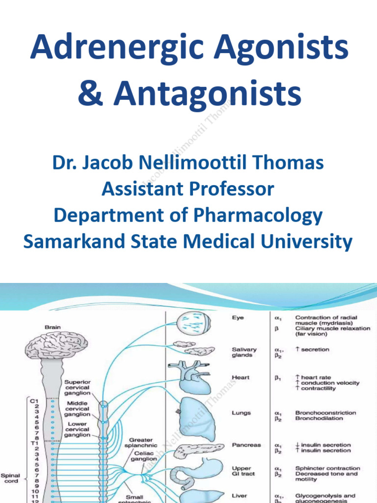 Adrenergic Agonists and Antagonists JNT New | PDF