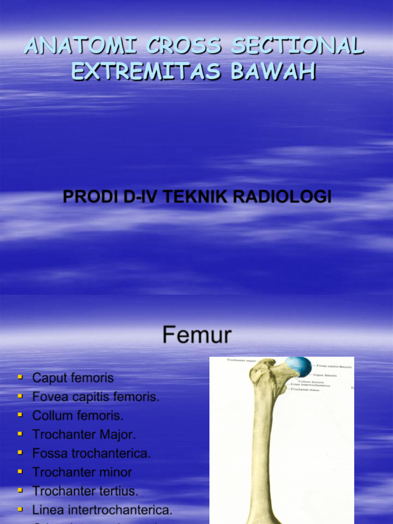 Extremitas Bawah | PDF