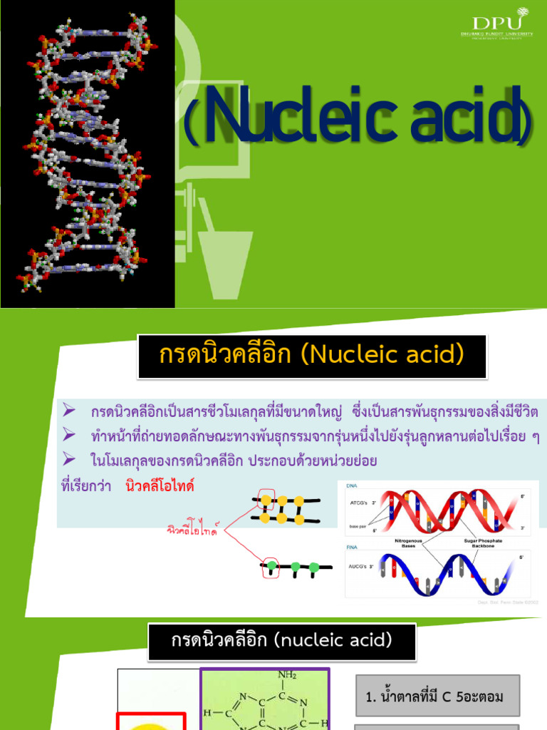 Nucleic Acid | PDF
