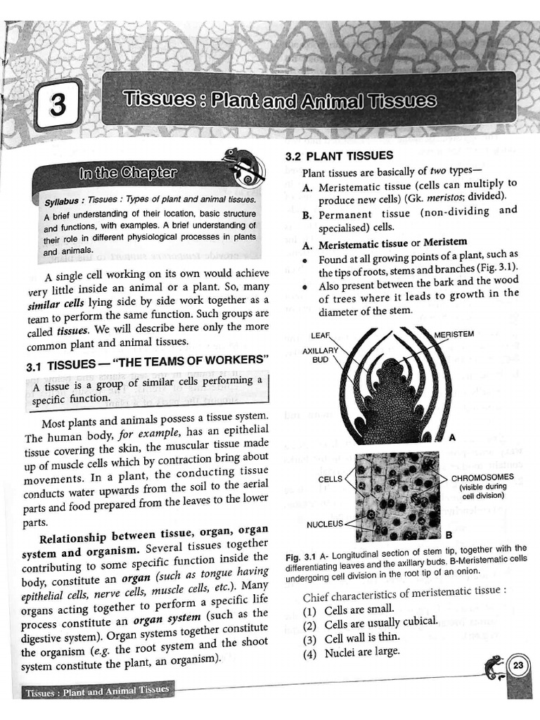 Chapter 3 - Tissues | PDF