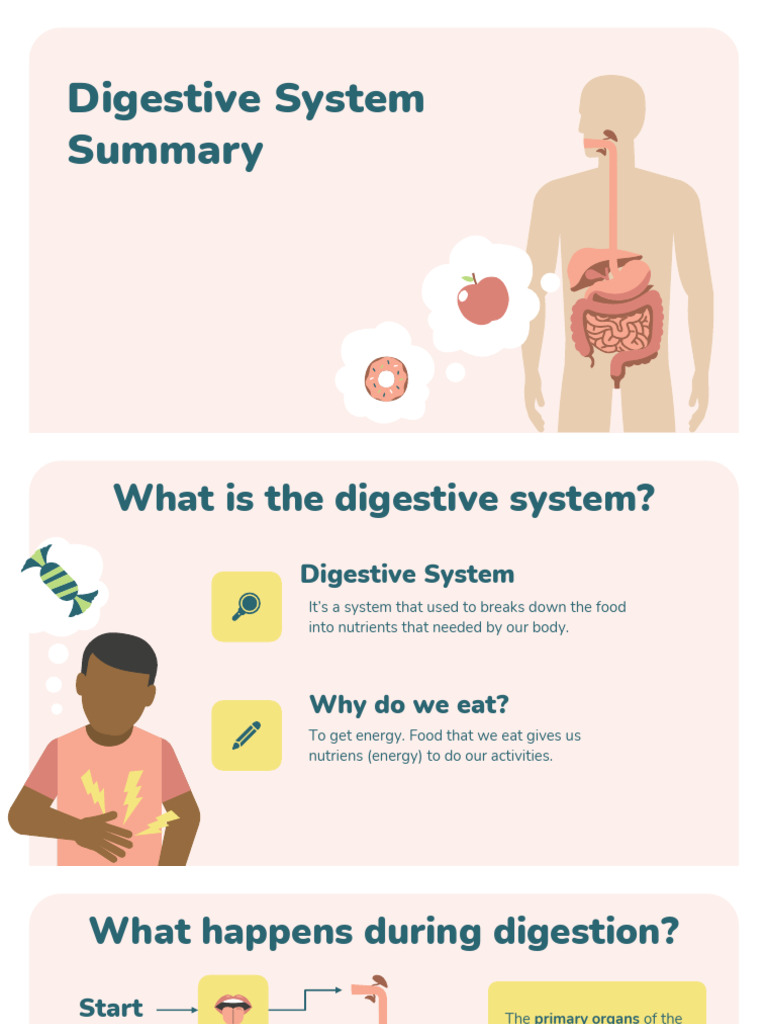Digestive System Notes | PDF