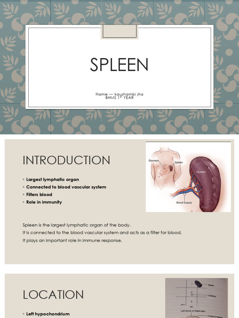 Spleen Presentation Anatomy | PDF | Spleen | Pancreas