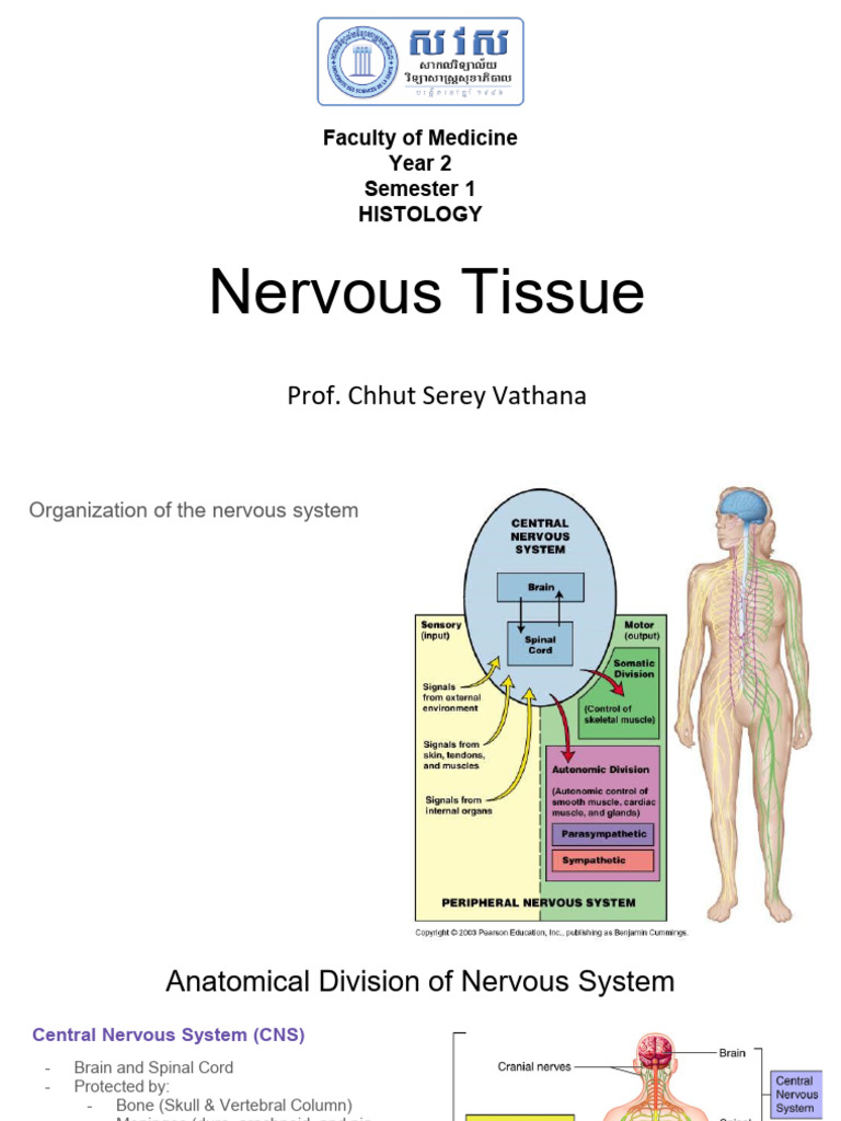 Nervous Tissue Updated 2026 | PDF | Axon | Neuron