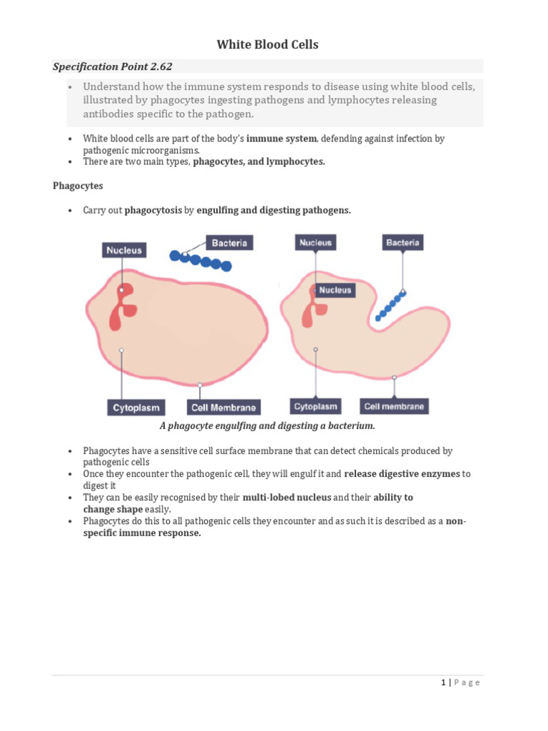 White Blood Cells Information Sheet (PH) | PDF | Phagocyte | Antibody