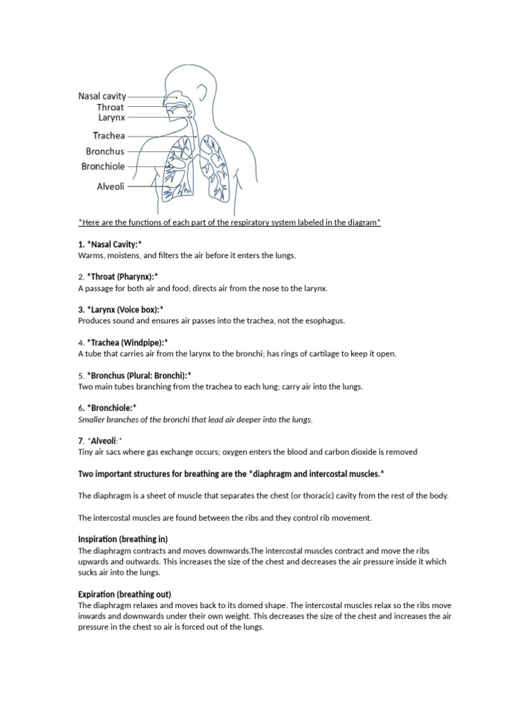 Respiration | PDF | Lung | Respiratory System