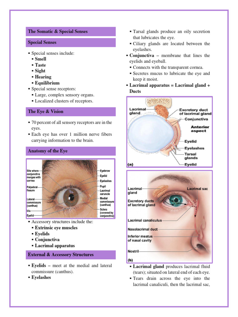 Anatomy and Physiology The Somatic and S | PDF | Ear | Visual System