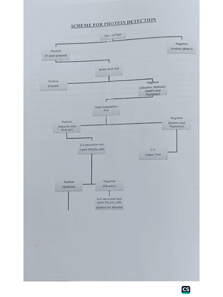 Protein Tests | PDF