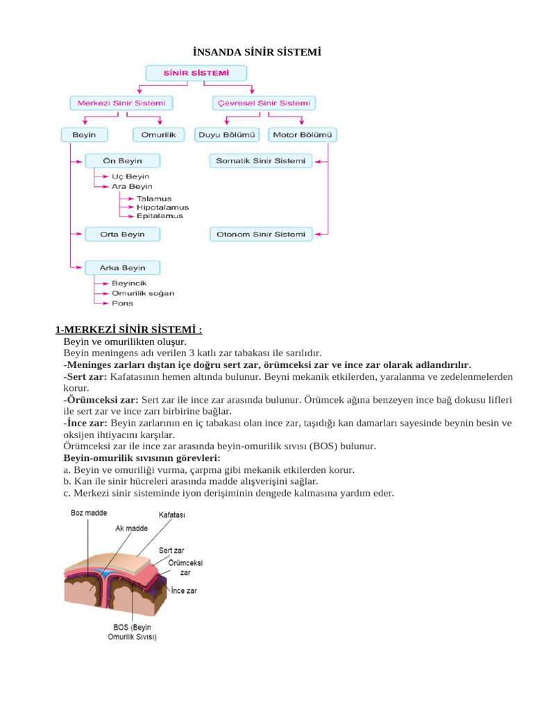 Sinir Sistemi | PDF