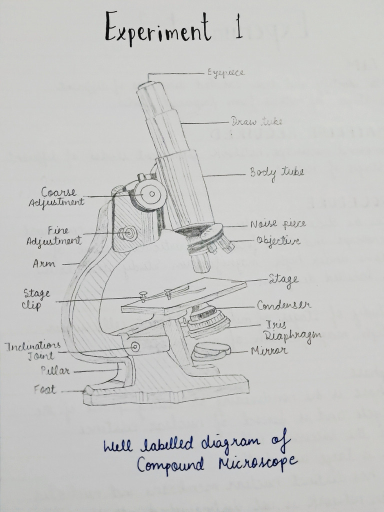 Bio Practical File | PDF