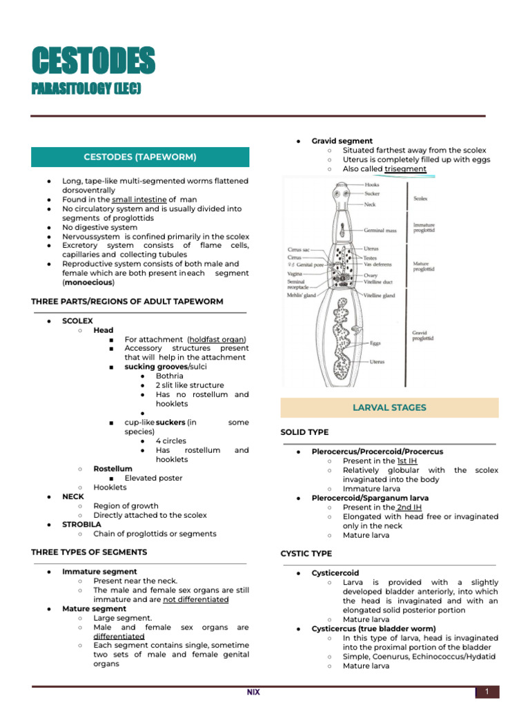 CESTODES | PDF | Medical Specialties | Parasitology