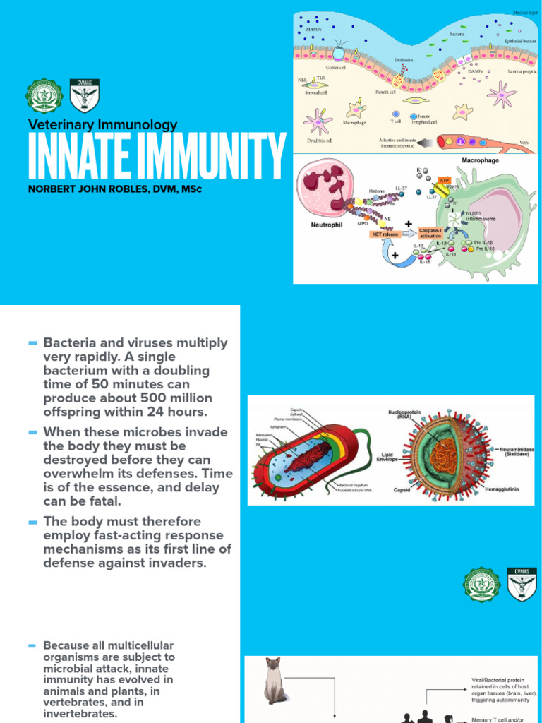 Innate Immunity Introduction | PDF | Toll Like Receptor | Apoptosis
