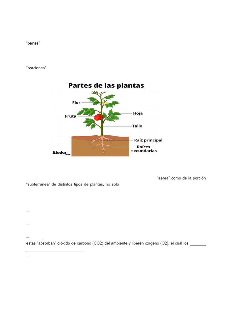 Partes de Las Plantas y Sus Funciones-1-20 | PDF | Raíz | Tallo de la ...