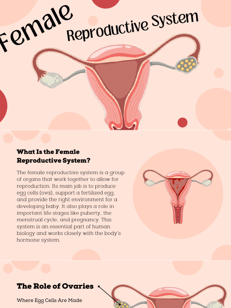 3 Female Reproductive System | PDF | Menstrual Cycle | Uterus