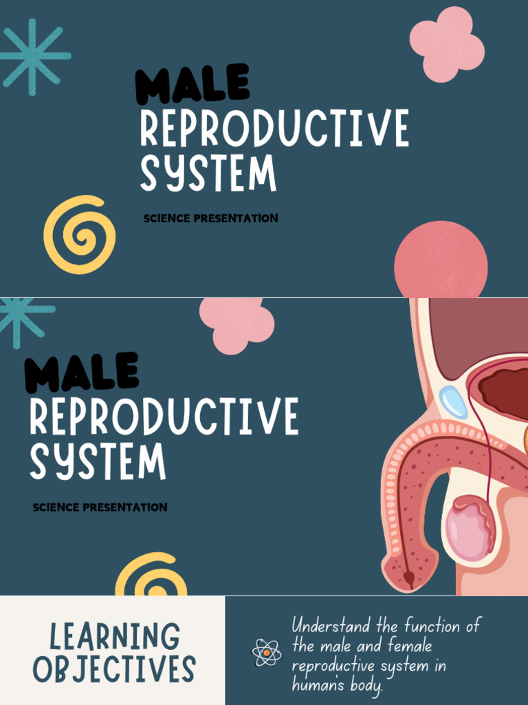 2 Male Repoductive System | PDF | Reproductive System | Testicle