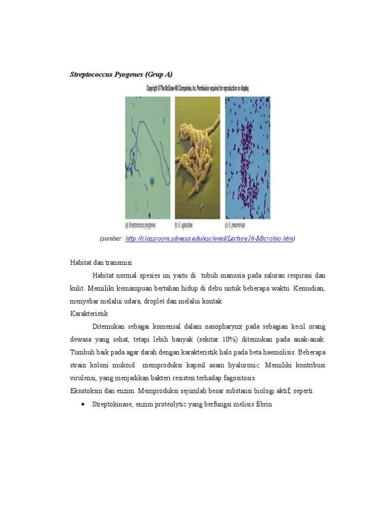 Habitat dan Karakteristik Streptococcus Pyogenes | PDF
