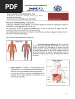 Esquema Completo de Anatomía Humana | PDF