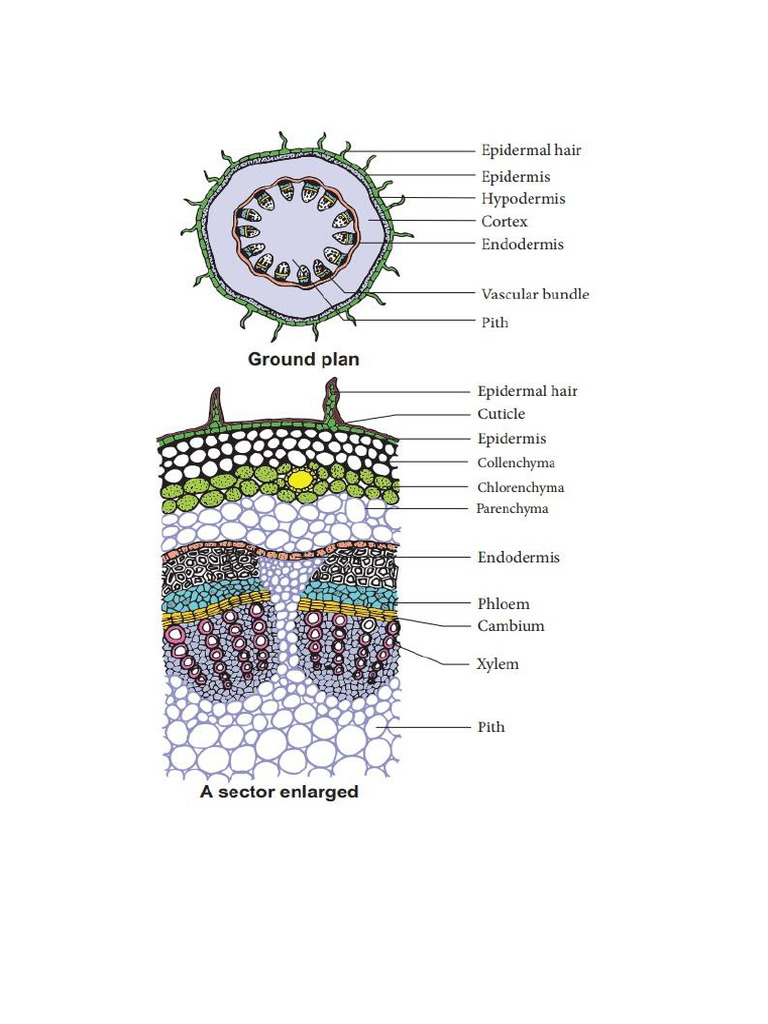 Anatomy of Stem and Root | PDF | Plant Stem | Tissue (Biology)