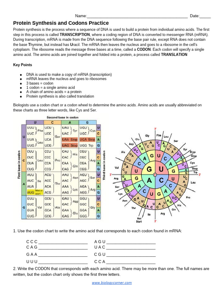 Protein Synthesis and Codons Practice | PDF | Translation (Biology ...