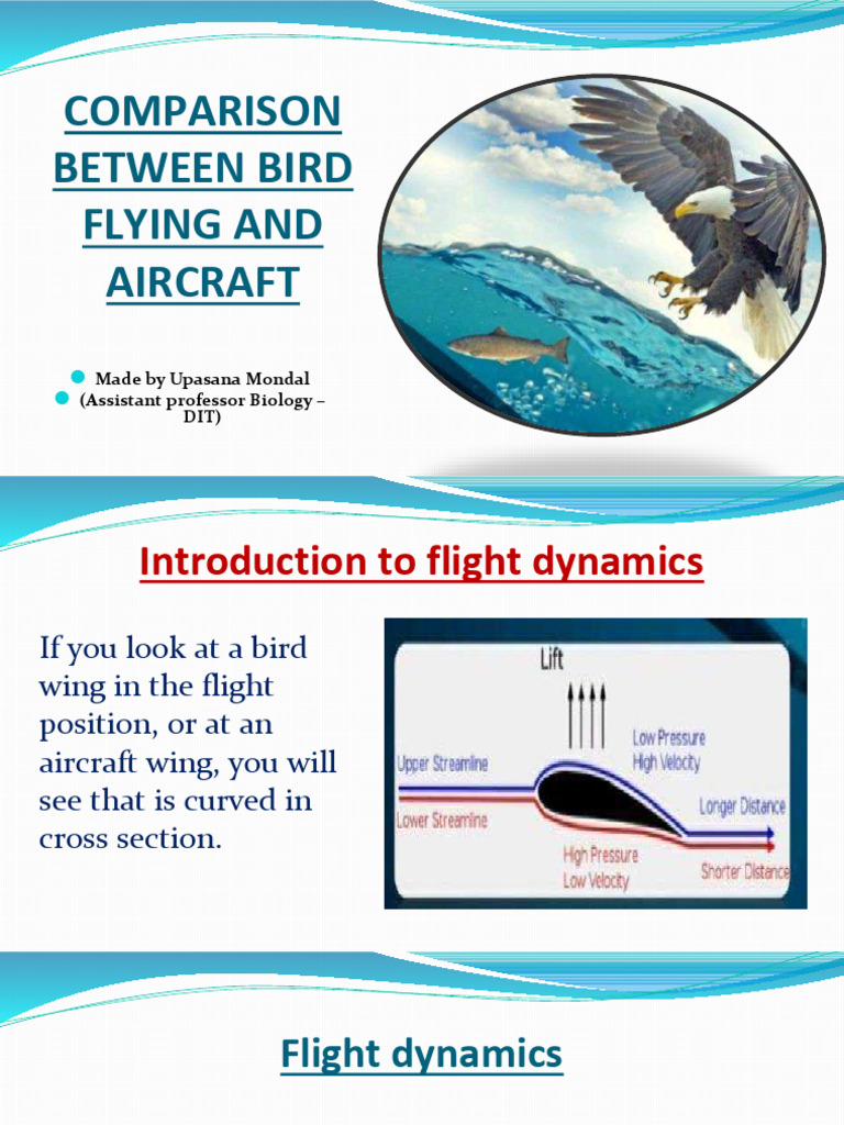 Comparison Between Bird Flying and Aircraft | PDF | Flight | Lift (Force)
