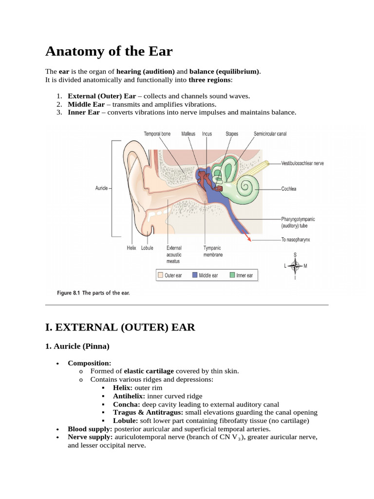 Anatomy of The Human Ear | PDF | Ear | Auditory System