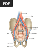 Uterine Ligaments: Anatomy and Functions | PDF