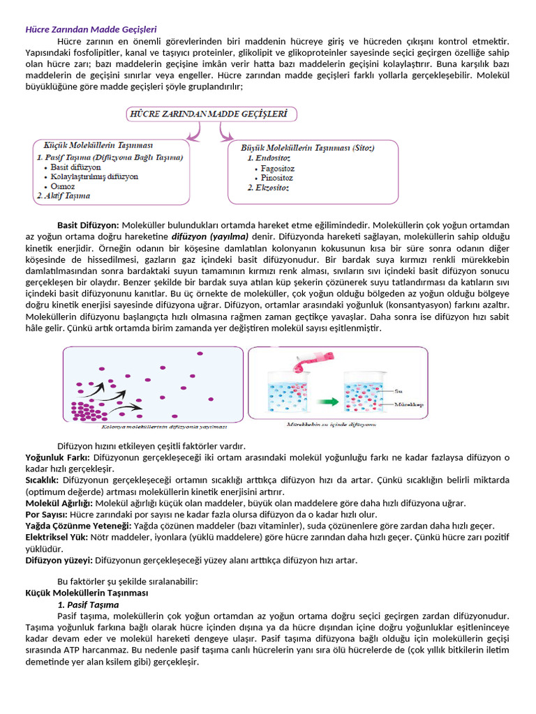 Hafta Hücre Zarından Madde Geçişleri | PDF