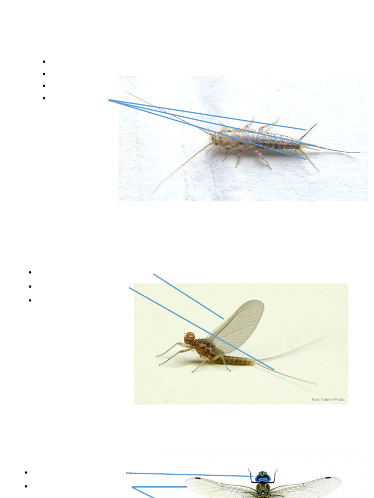 Classification of Insects With Image-6-22 | PDF