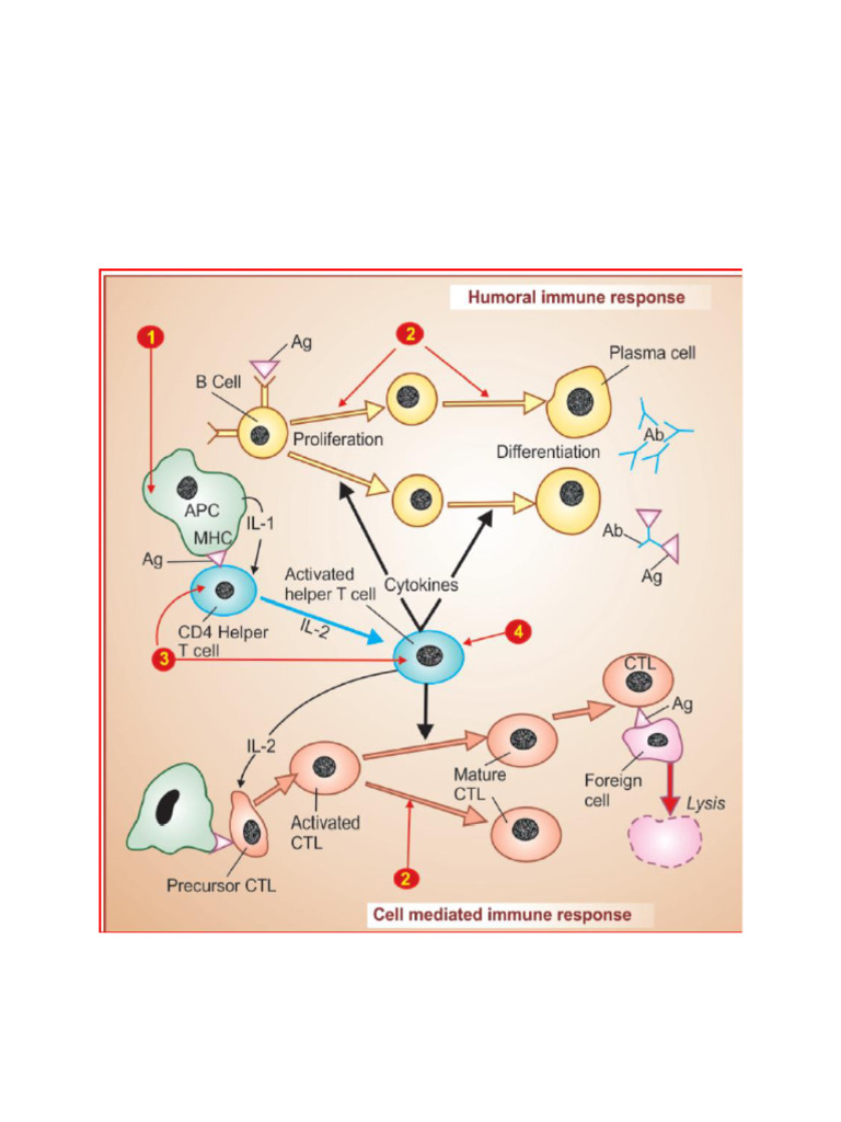 Pharmacology Immunity, Immunosupressant | PDF | T Cell | Immune System