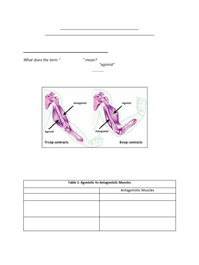 Antagonistic Muscle Action Ch-1 | PDF | Skeletal Muscle ...