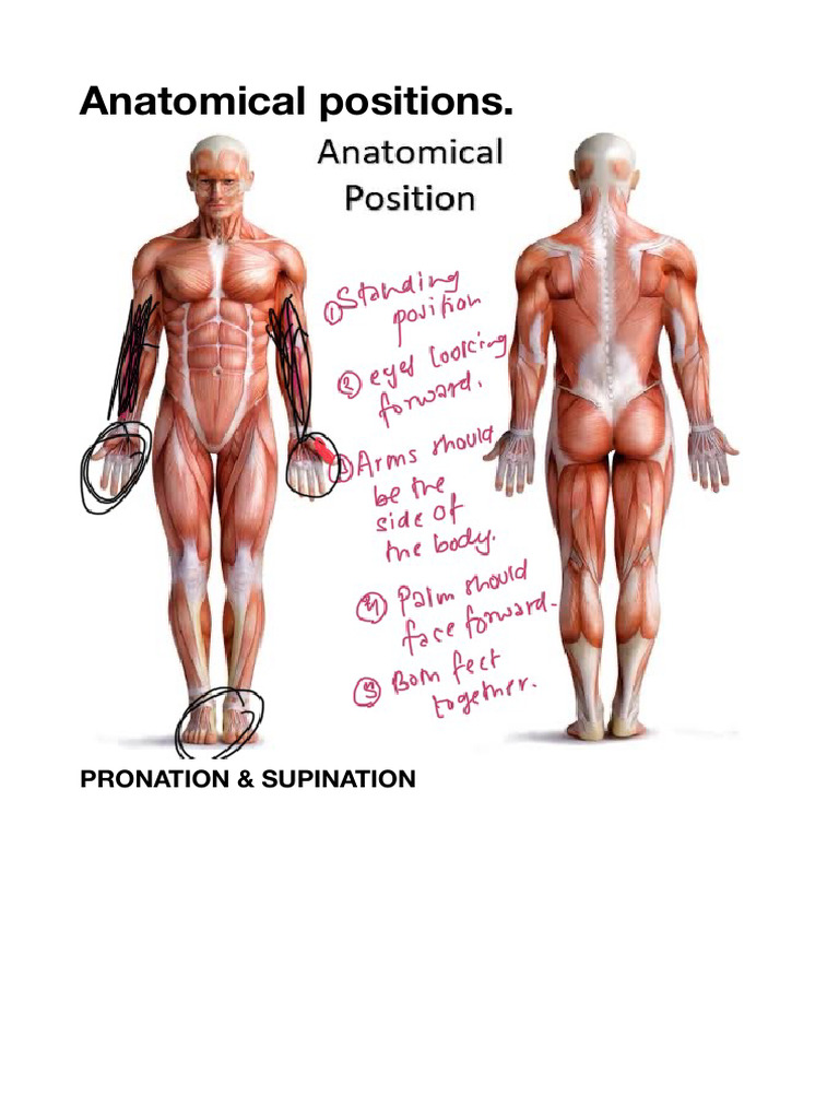 Anatomical Positions. | PDF