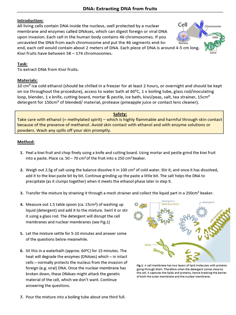 PRACTICAL - DNA Fruit Extraction | PDF | Cell Membrane | Cell (Biology)