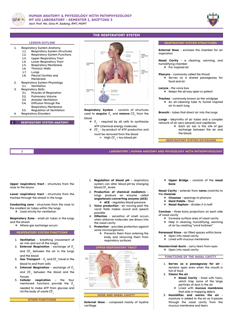 ANAPHY LAB - 2 - Respiratory PDF | PDF | Respiratory Tract | Lung