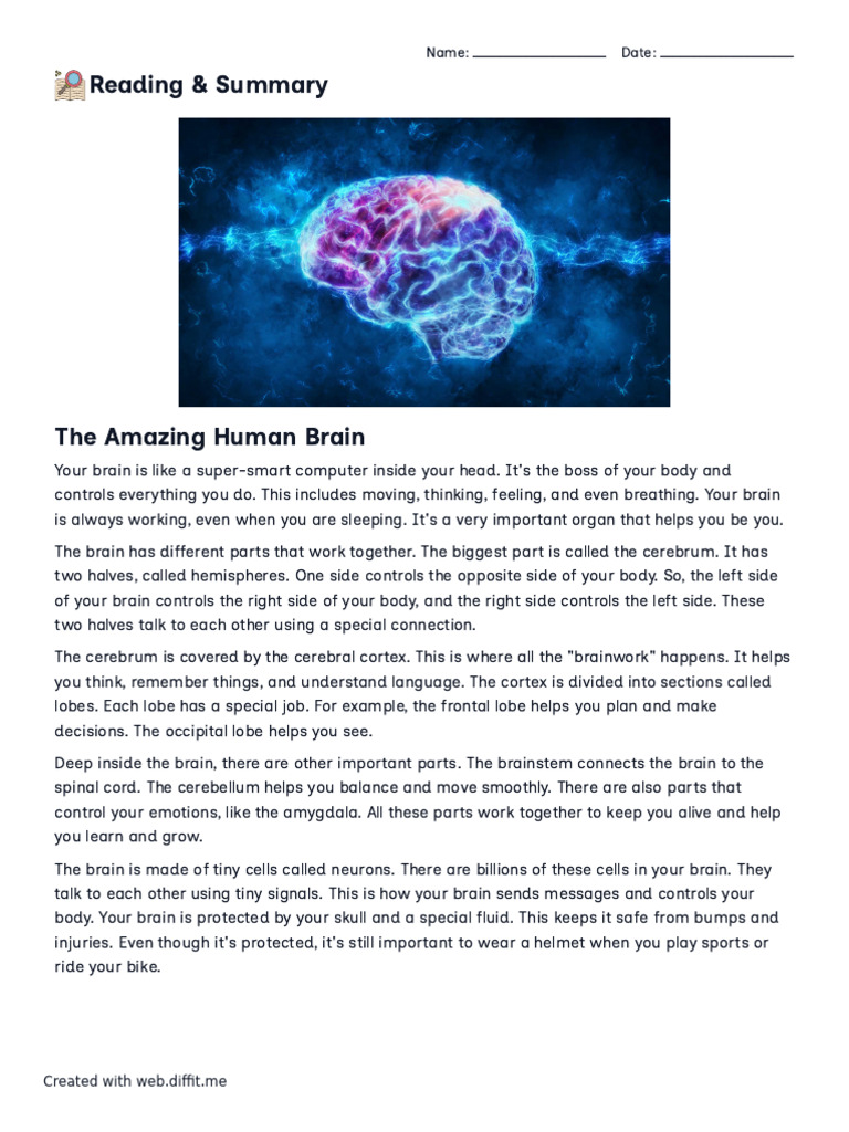 The Amazing Human Brain | PDF | Cerebrum | Brain