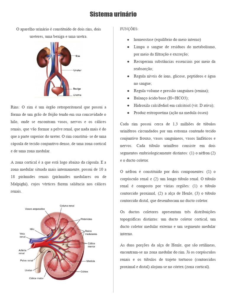 Sistema Urinário | PDF | Rim | Sistema urinário