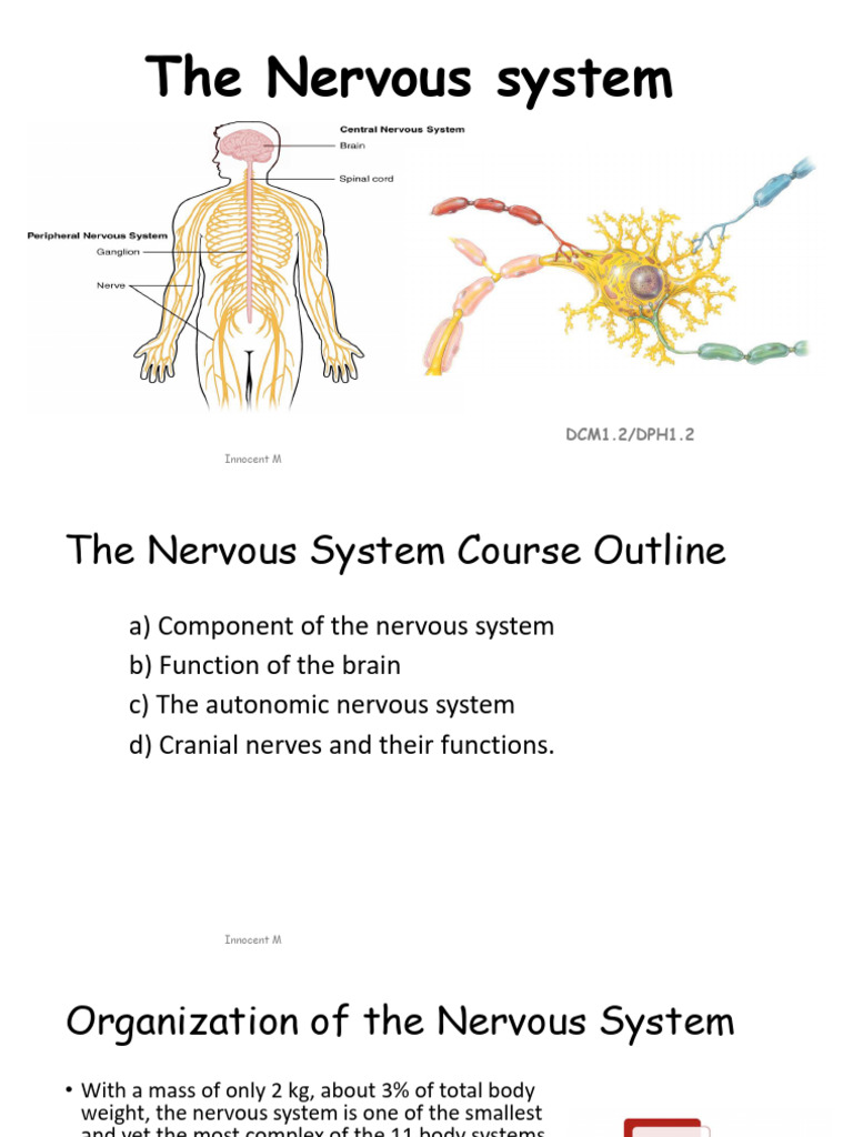 Nervous System AVIU - Lecture Notes - 1 | PDF | Axon | Neuron